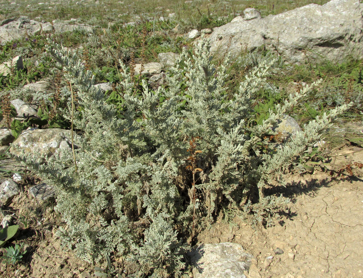 Image of Artemisia dzevanovskyi specimen.