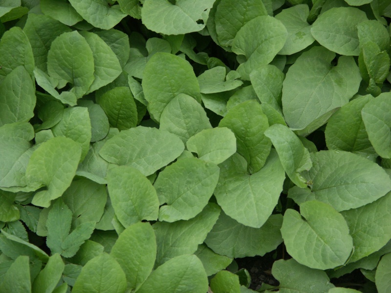 Image of Cicerbita macrophylla specimen.