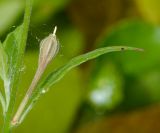 Oenothera rosea