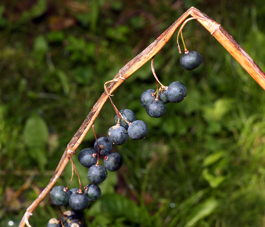 Image of Polygonatum &times; hybridum specimen.