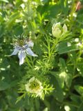 Nigella sativa