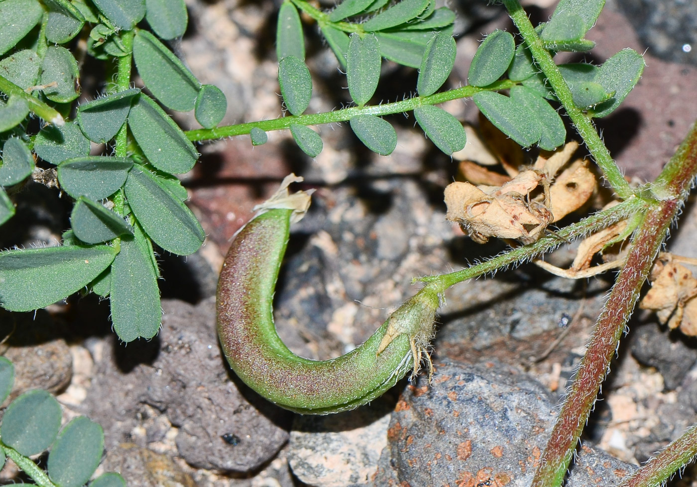 Image of Astragalus mareoticus specimen.