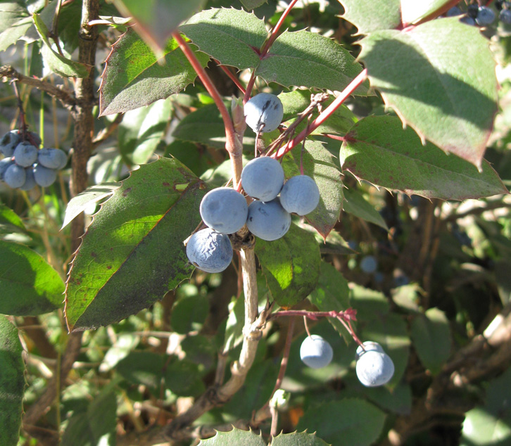 Image of Mahonia aquifolium specimen.