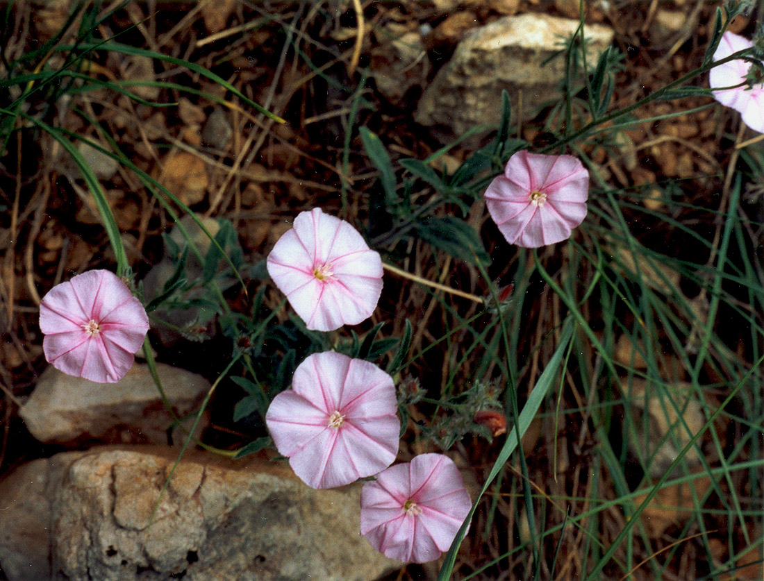 Image of Convolvulus cantabrica specimen.