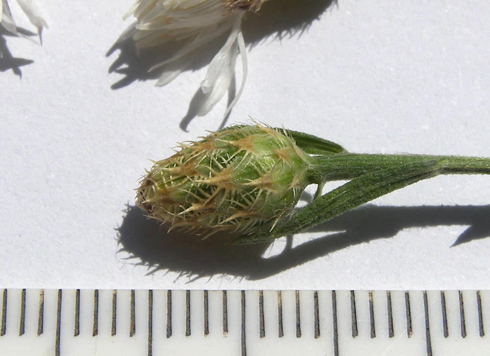 Image of genus Centaurea specimen.