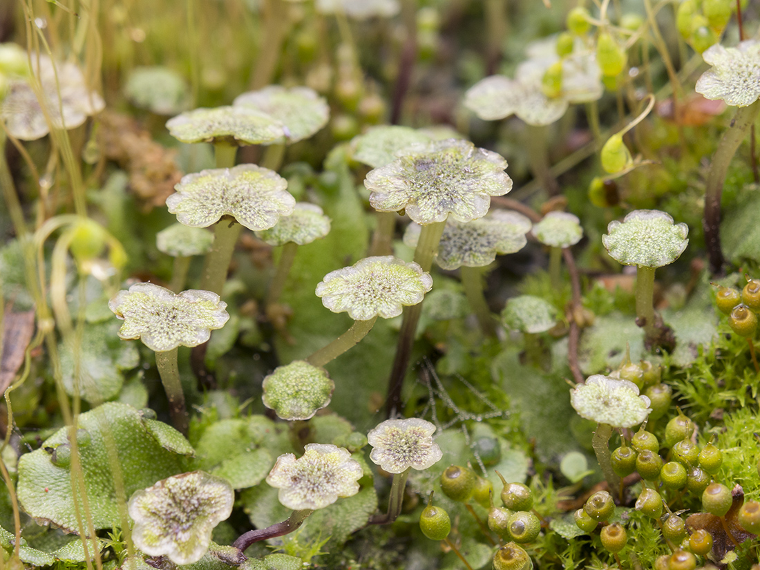 Image of Marchantia polymorpha specimen.