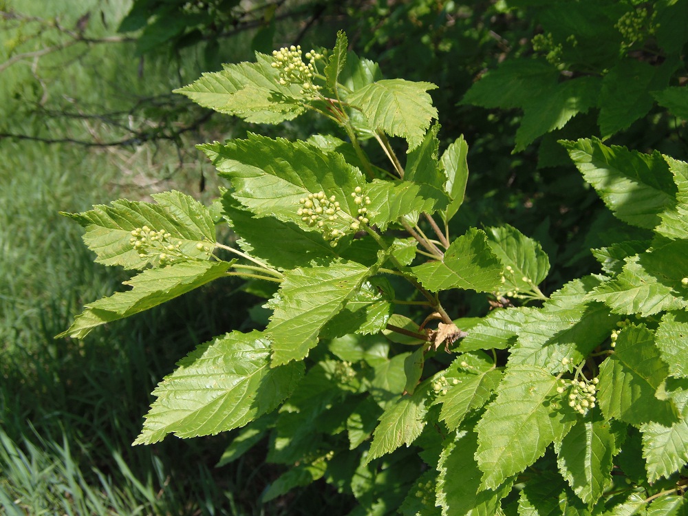 Image of Acer tataricum specimen.