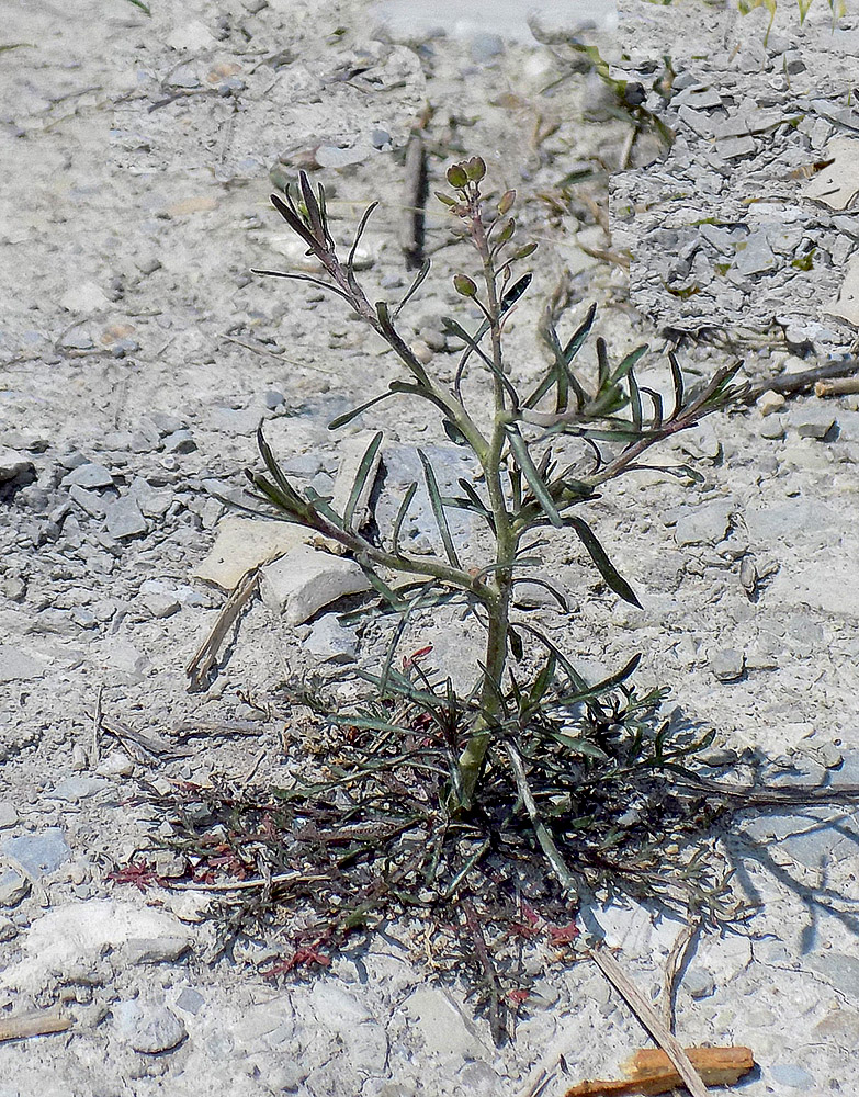 Image of Lepidium ruderale specimen.