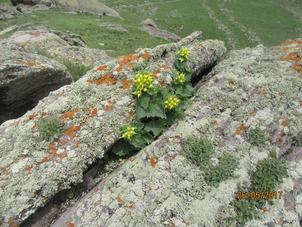 Image of Scrophularia chrysantha specimen.