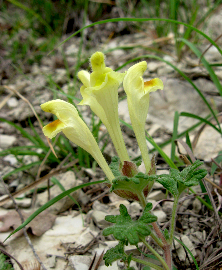 Image of Scutellaria novorossica specimen.