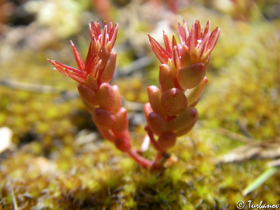 Image of Sedum cespitosum specimen.