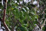 Betula platyphylla. Часть ветви. Монголия, аймак Туве, окр. г. Эрдэнэсант, ≈ 1400 м н.у.м., у подножия скал. 01.06.2017.