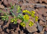 Euphorbia borealis