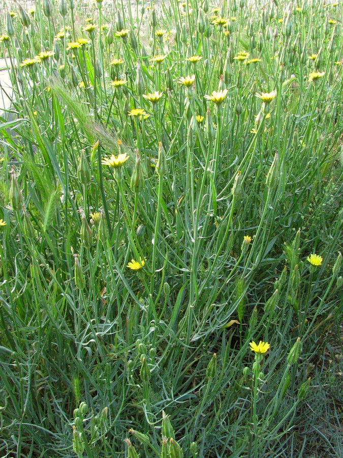 Image of Scorzonera laciniata specimen.