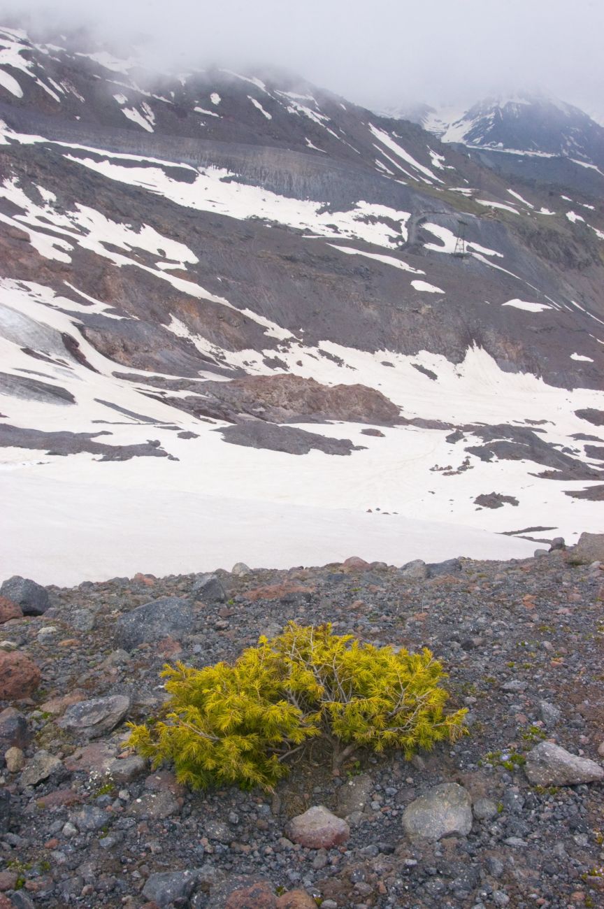 Image of Juniperus hemisphaerica specimen.