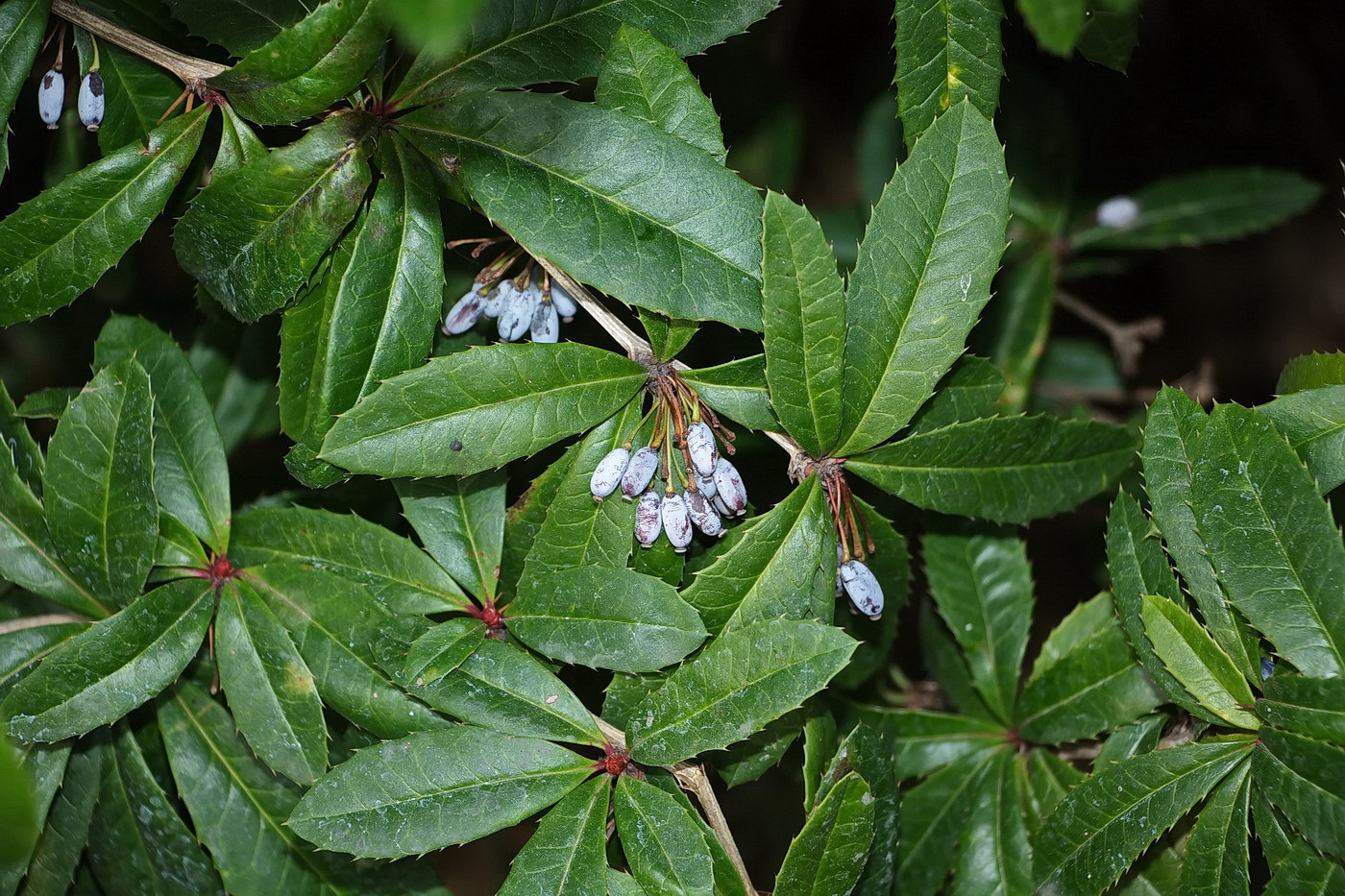 Image of Berberis julianae specimen.