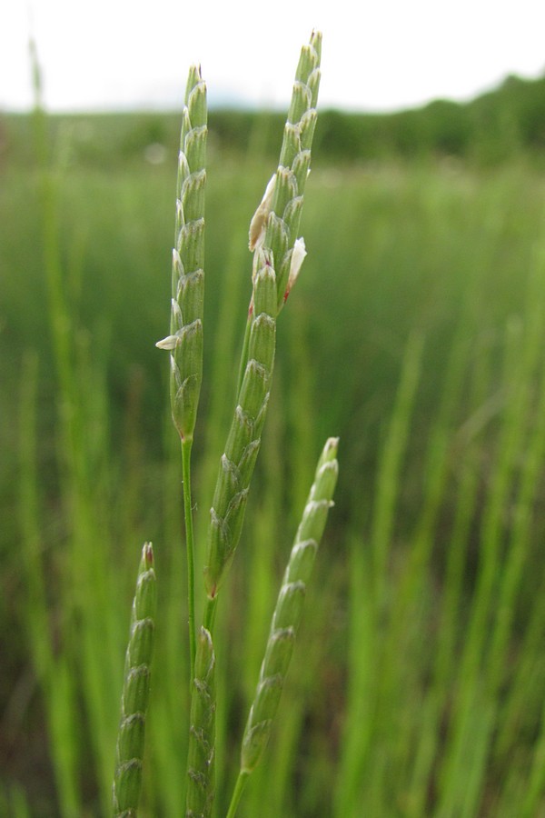 Image of Glyceria notata specimen.