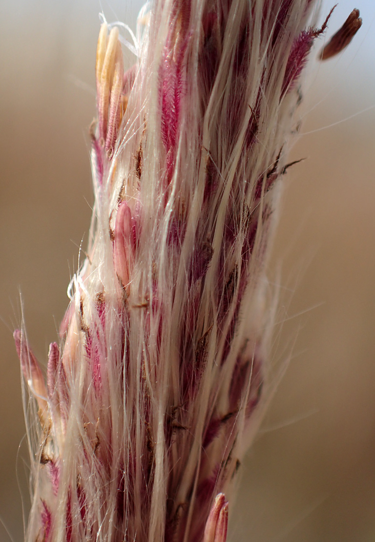 Image of Imperata cylindrica specimen.