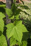 Rubus odoratus