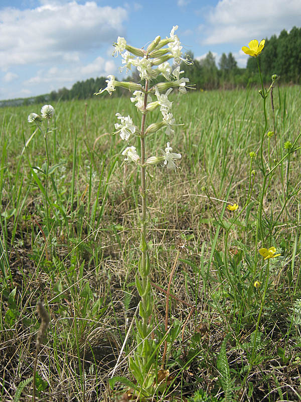 Image of Silene viscosa specimen.