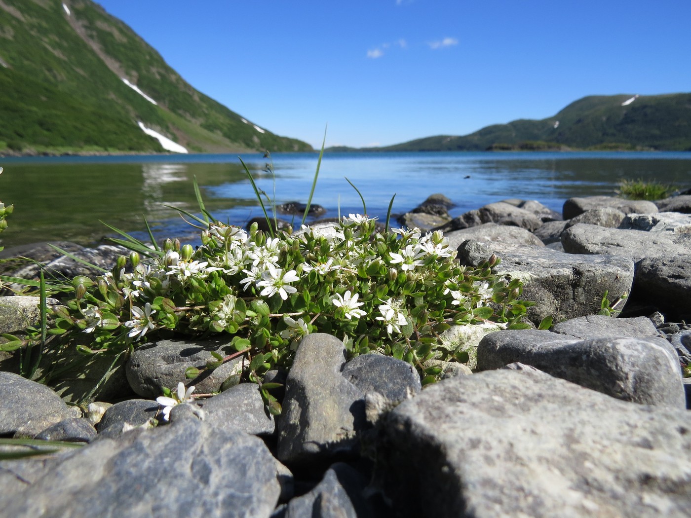 Изображение особи Stellaria humifusa.