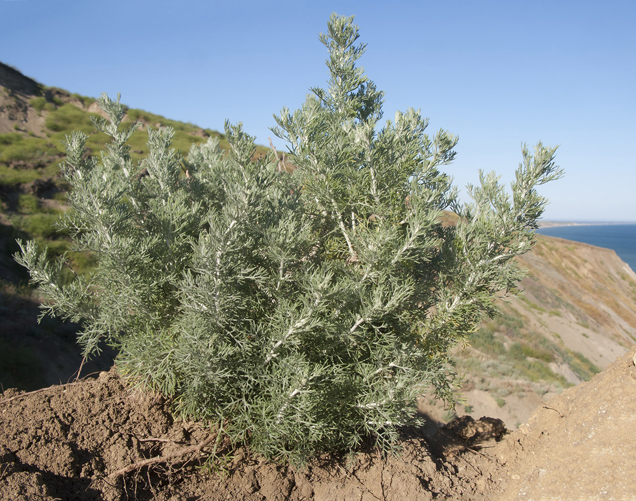 Изображение особи род Artemisia.