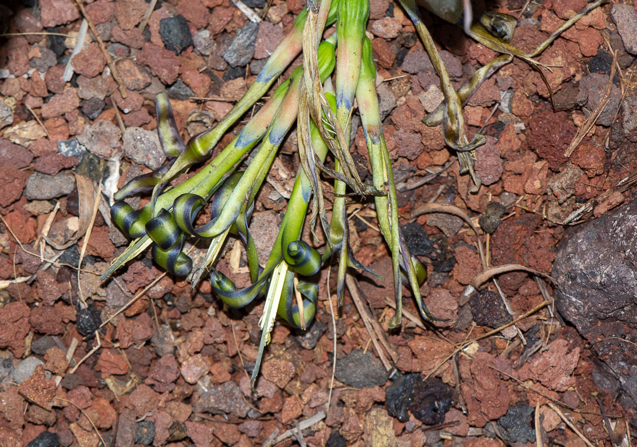 Image of Billbergia nutans specimen.