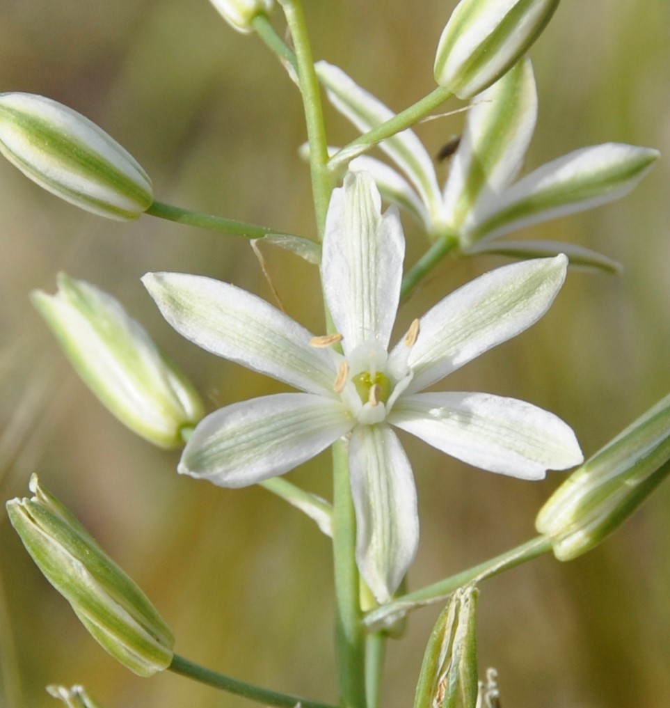 Изображение особи Ornithogalum narbonense.