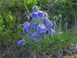 Смотреть изображение Campanula alpina