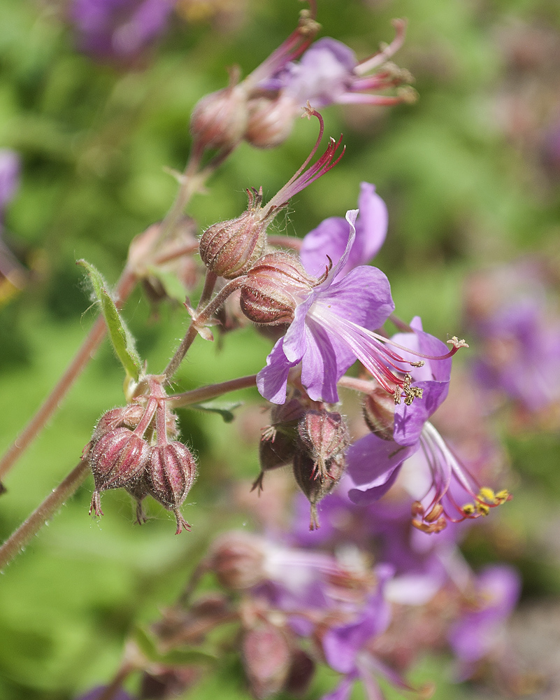 Изображение особи Geranium &times; cantabrigiense.