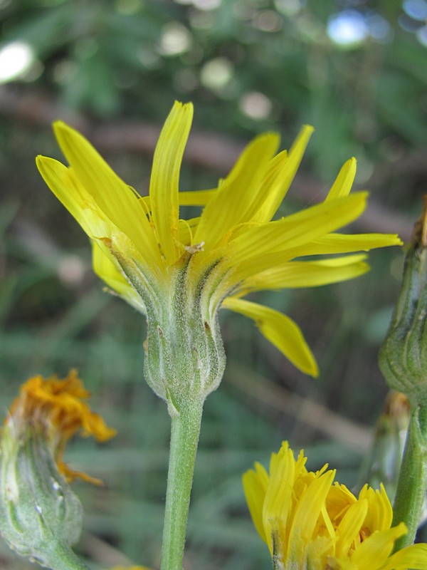 Image of Crepis pannonica specimen.