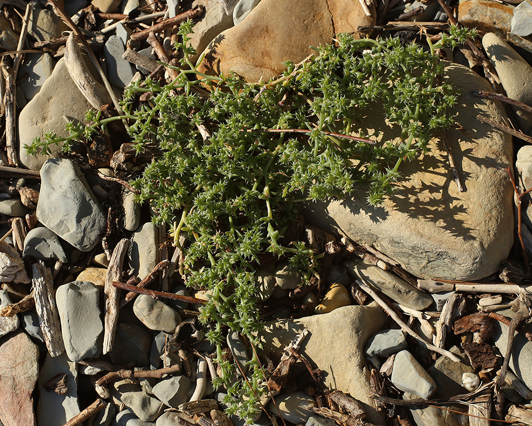 Image of Salsola pontica specimen.