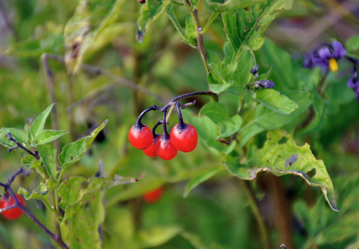 Изображение особи Solanum dulcamara.