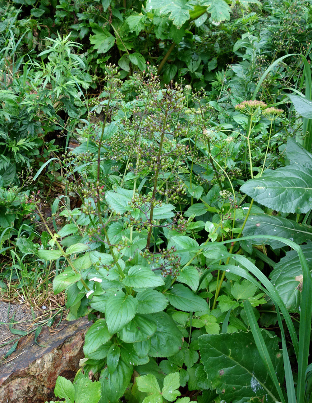 Image of Scrophularia grayana specimen.