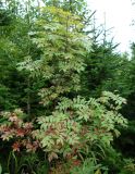 Sorbus sibirica