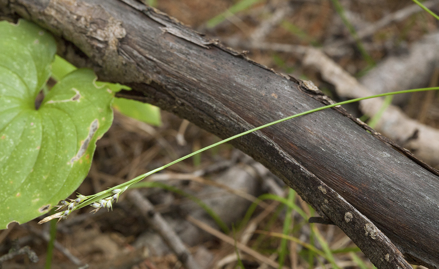 Image of Carex subumbellata specimen.