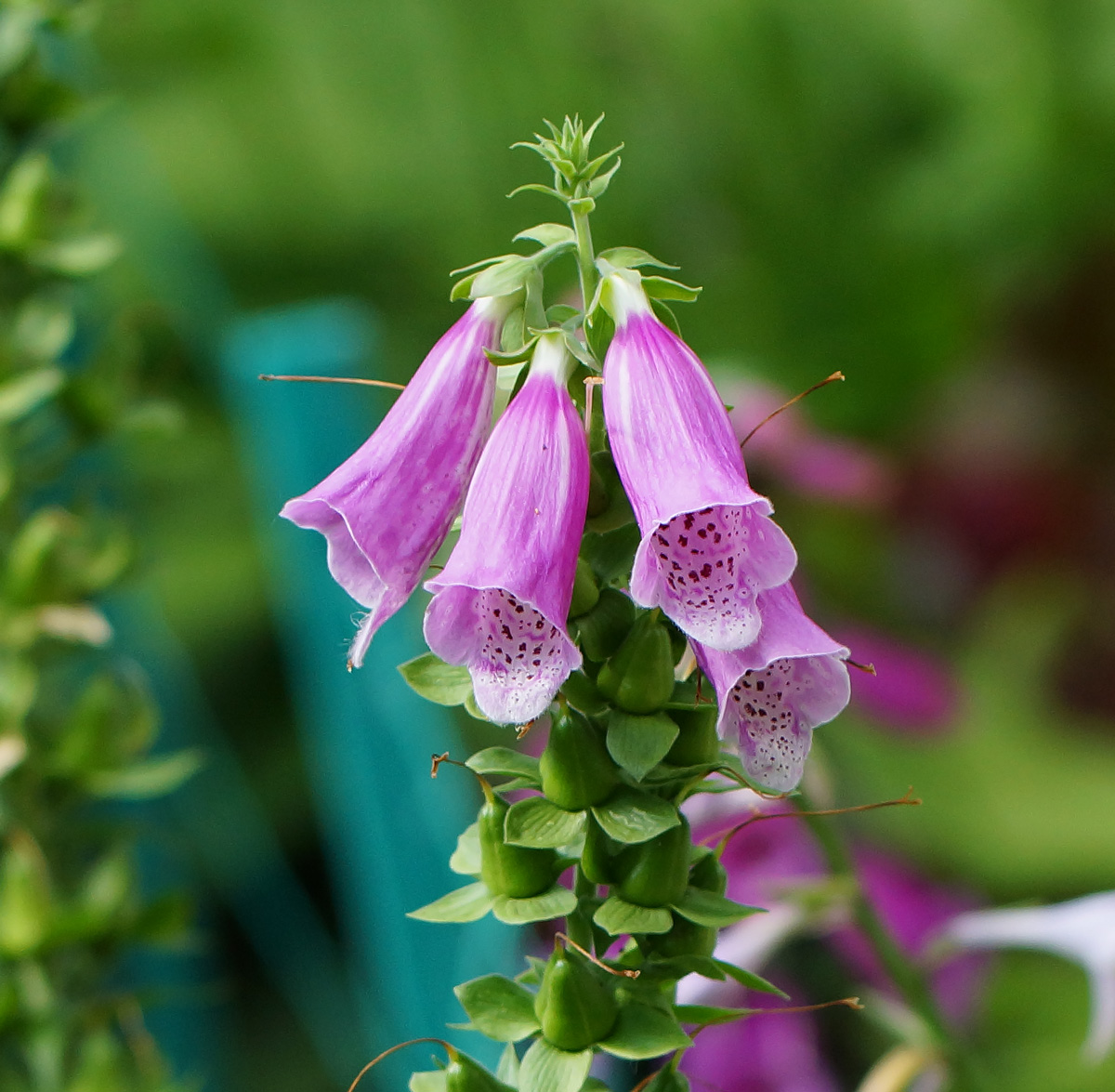 Image of Digitalis purpurea specimen.