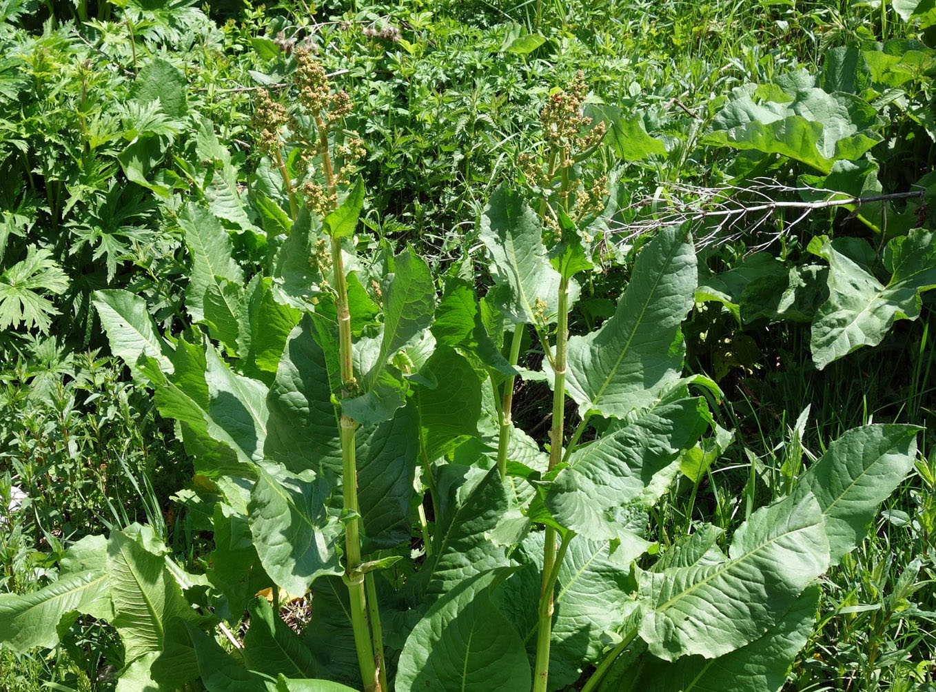 Image of genus Rumex specimen.