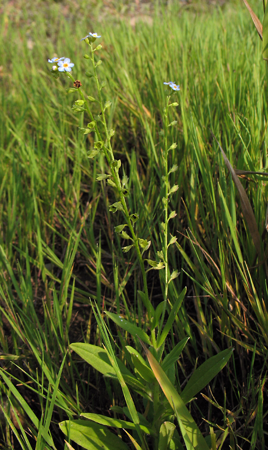 Image of Myosotis palustris specimen.