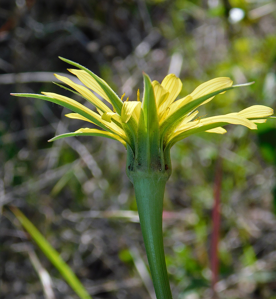 Image of Tragopogon dubius specimen.