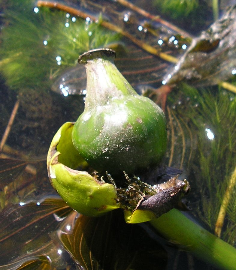 Image of Nuphar lutea specimen.