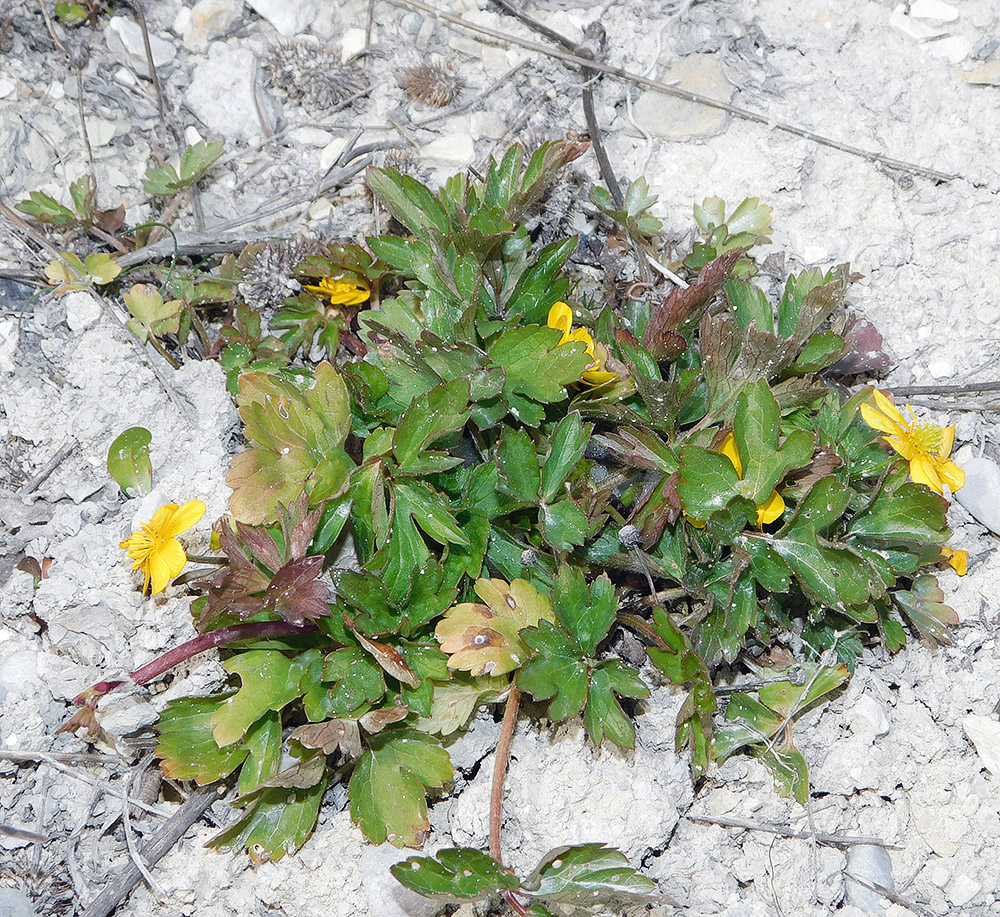 Image of Ranunculus repens specimen.