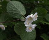 Actinidia kolomikta