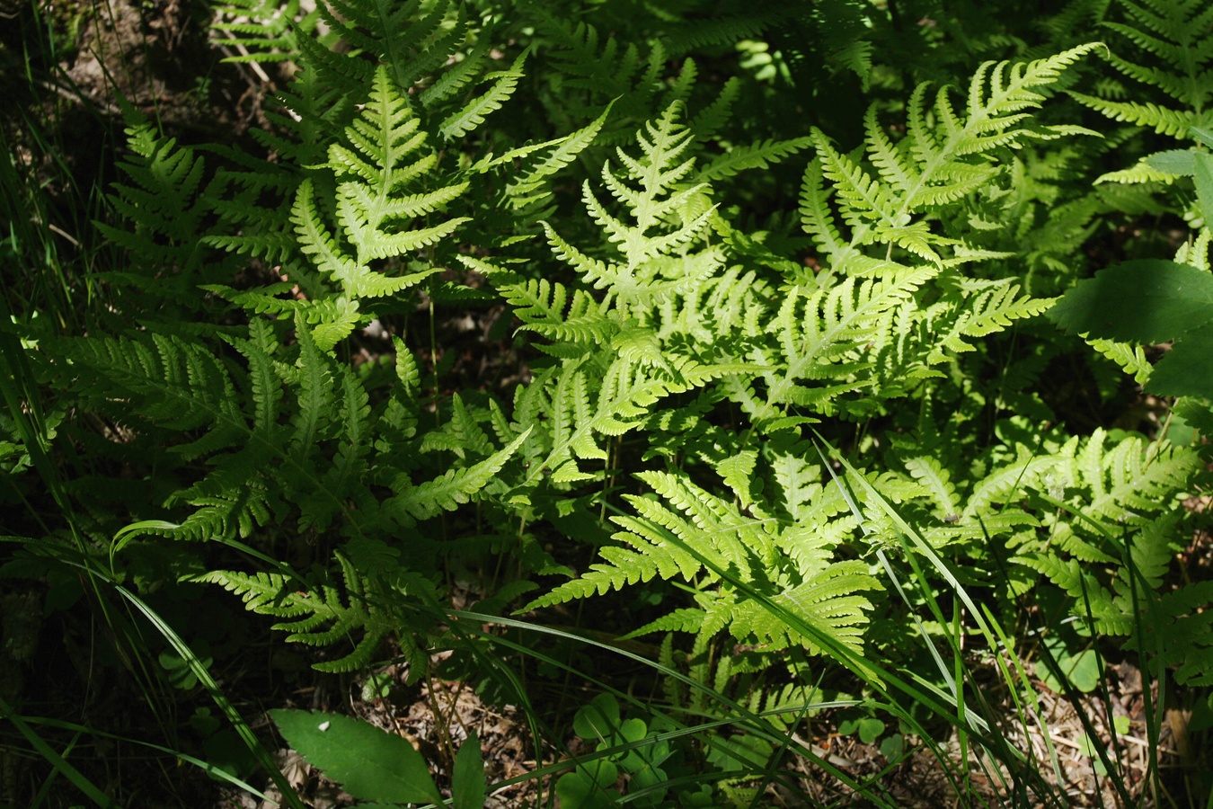 Image of Phegopteris connectilis specimen.