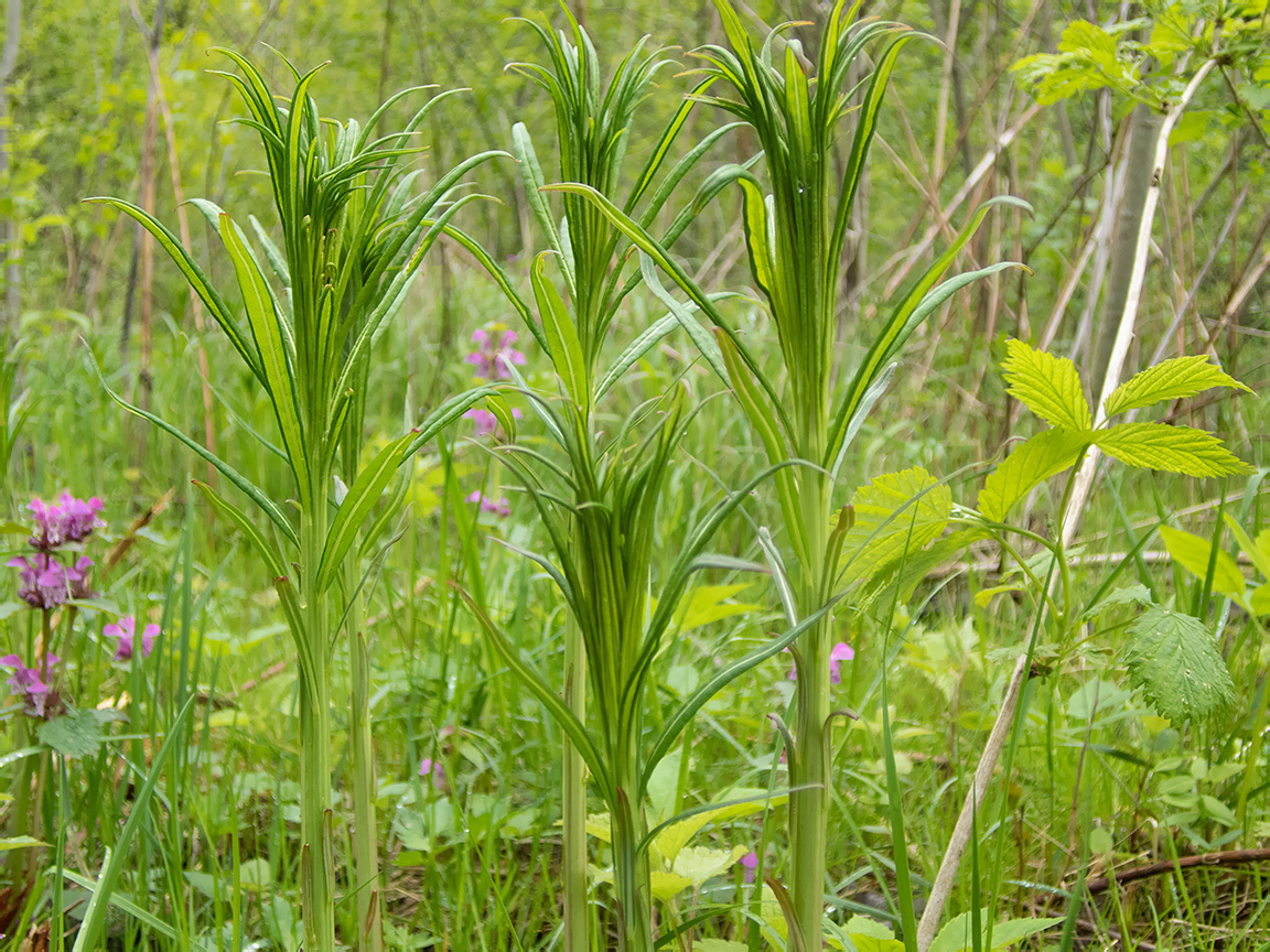 Изображение особи Chamaenerion angustifolium.