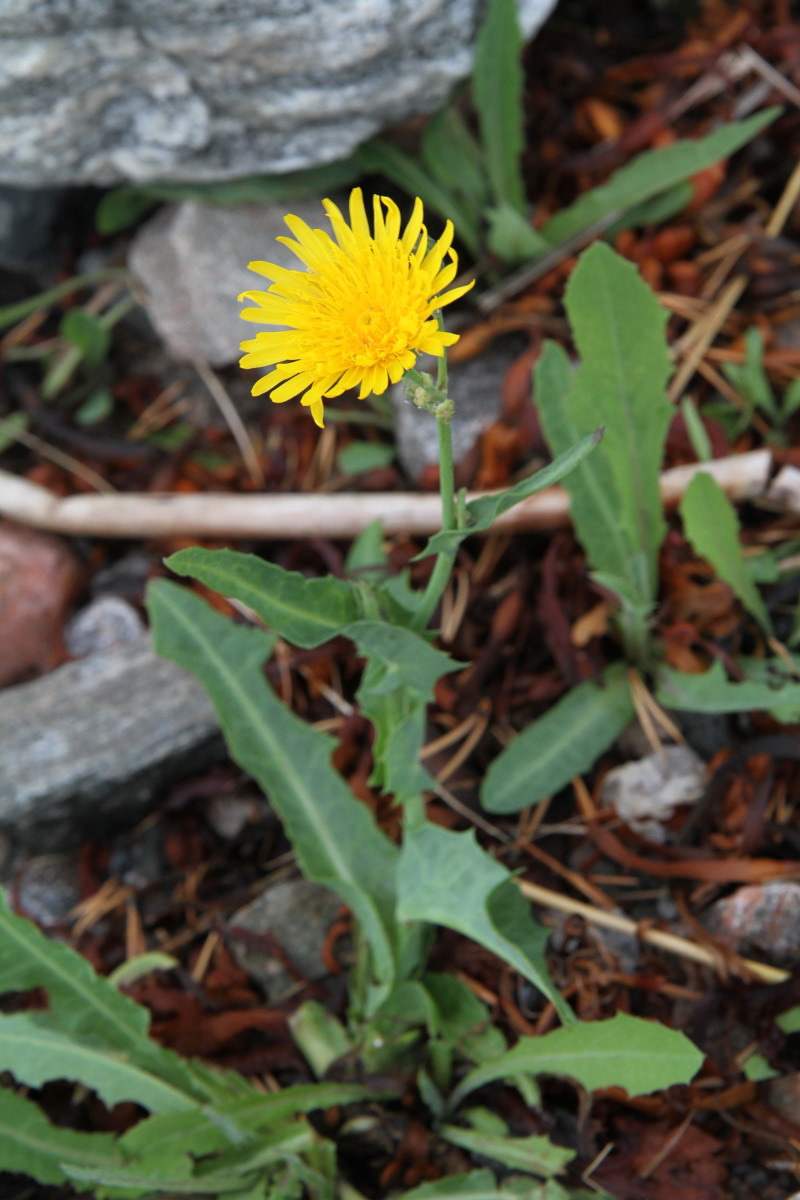 Изображение особи Sonchus humilis.