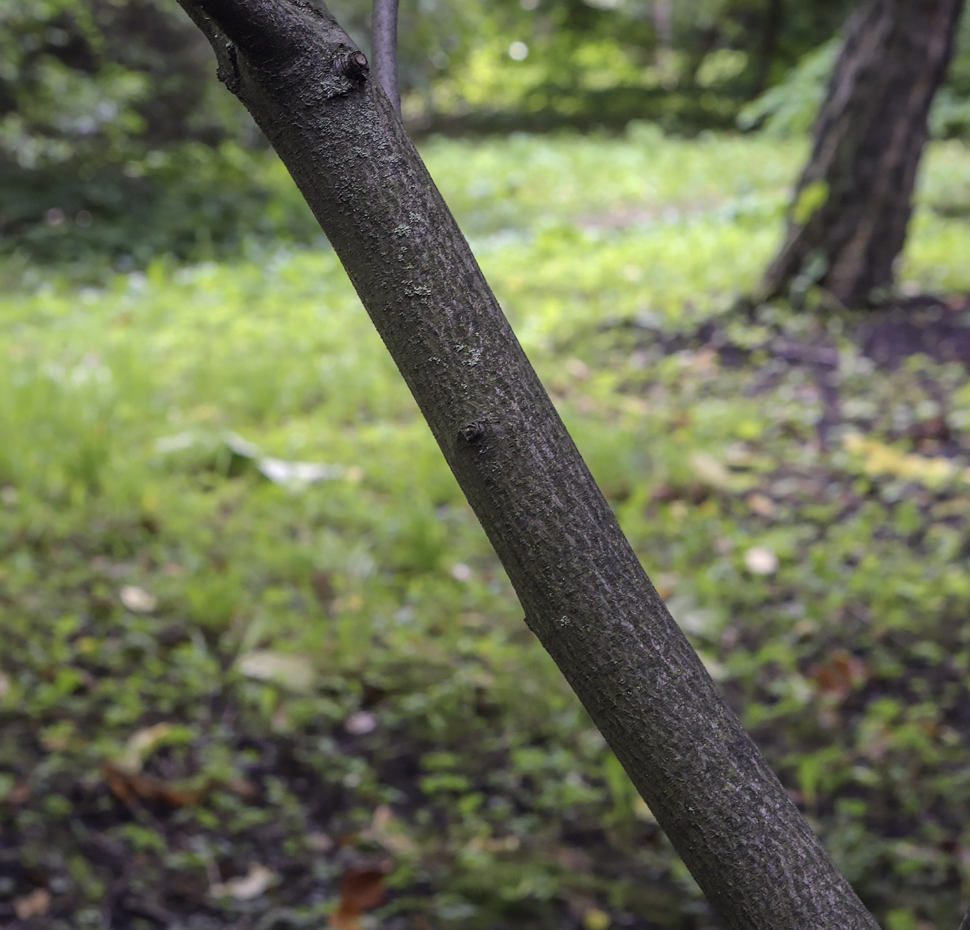 Image of Amelanchier utahensis specimen.