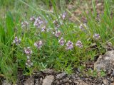 Thymus marschallianus. Цветущее растение. Окраина г. Донецк, каменистая осыпь на склоне степной балки. 04.06.2020.