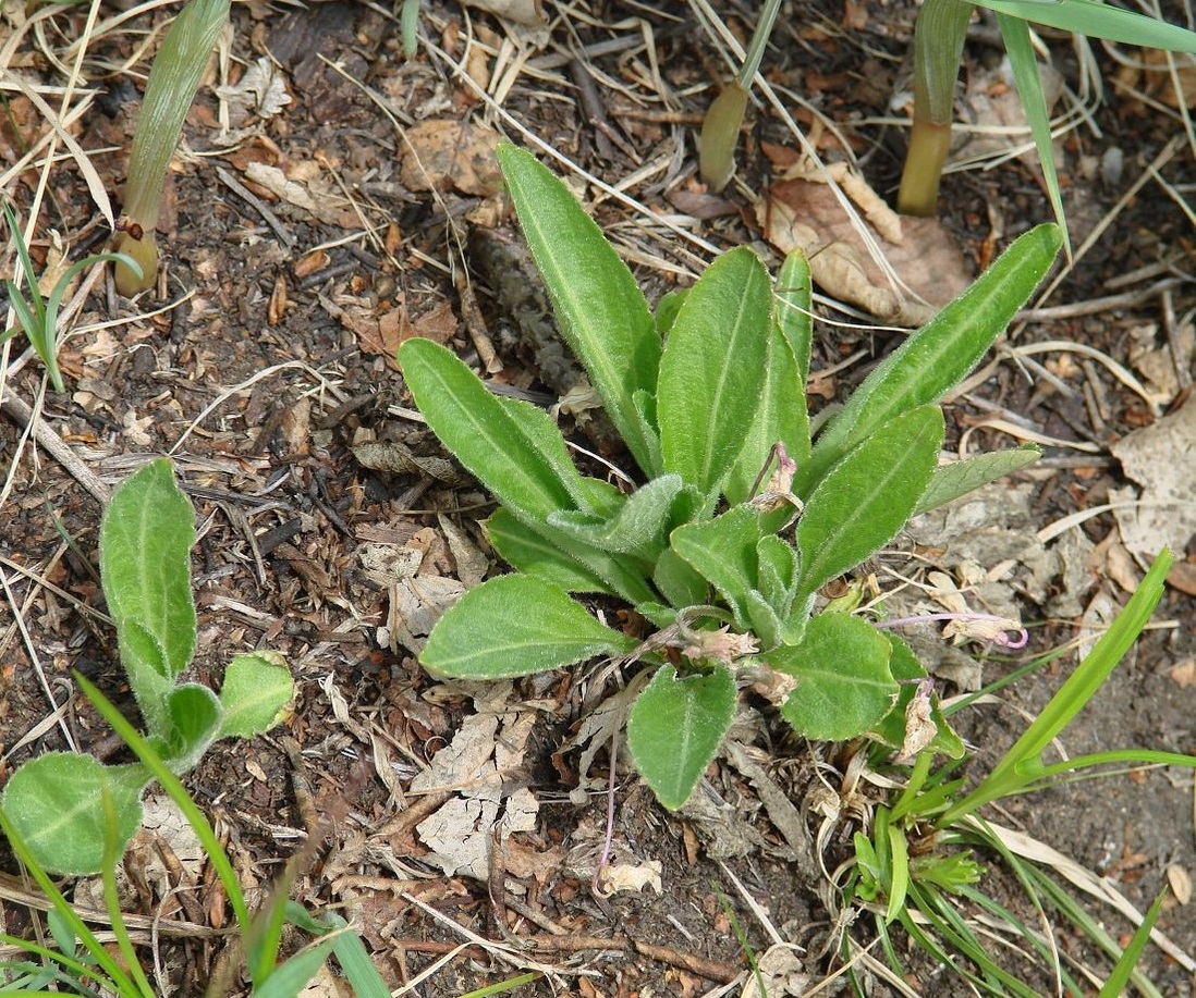 Изображение особи Viola gmeliniana.