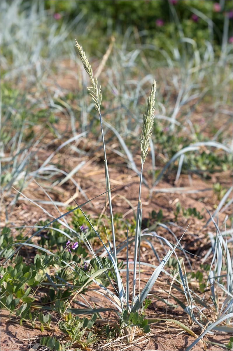 Image of Leymus arenarius specimen.